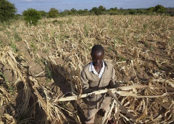 Zimbabwe/ La sécheresse fait ravage.