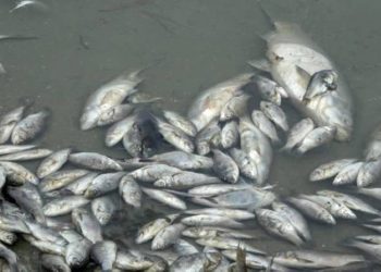 Côte d’Ivoire : hécatombe de poissons dans la lagune Ouladine, les autorités réagissent 14 Côte d’Ivoire : hécatombe de poissons dans la lagune Ouladine, les autorités réagissent