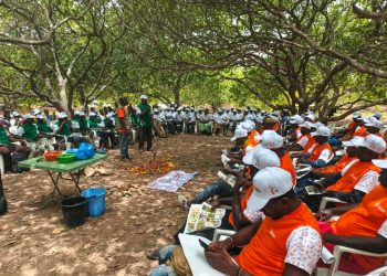 Nassian : formation des producteurs pour améliorer la qualité de la noix de cajou
