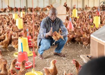 Gabon : le poulet importé bientôt interdit, les États-Unis réagissent
