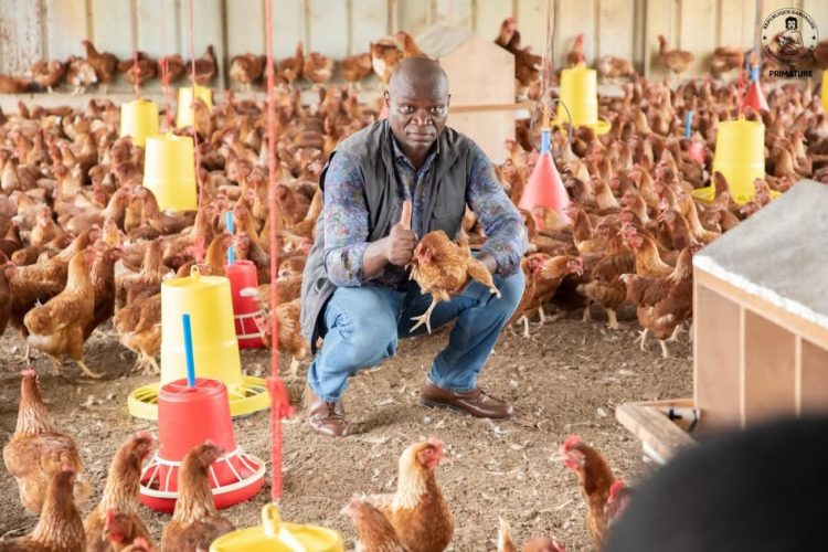 Gabon : le poulet importé bientôt interdit, les États-Unis réagissent 1 Gabon : le poulet importé bientôt interdit, les États-Unis réagissent