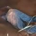 Côte d’Ivoire : un jeune homme meurt après une fuite lors d’un contrôle à Guiglo 8 Côte d’Ivoire : un jeune homme meurt après une fuite lors d’un contrôle à Guiglo